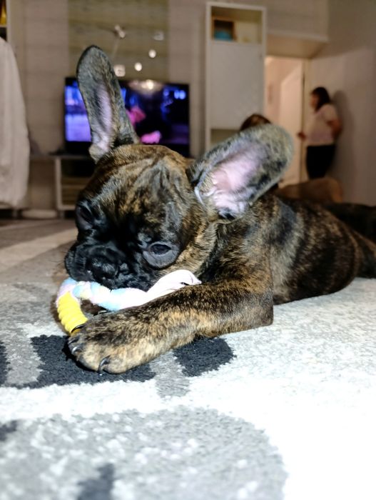 Щенки французский бульдог