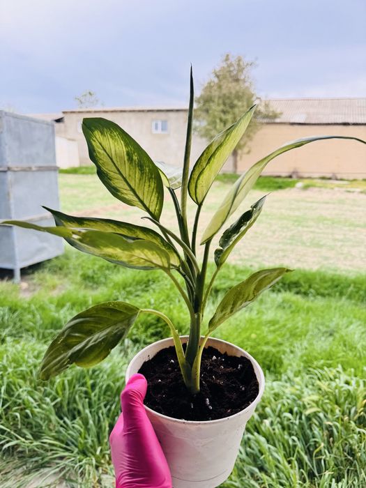 Комнатные цветы болме гулдери