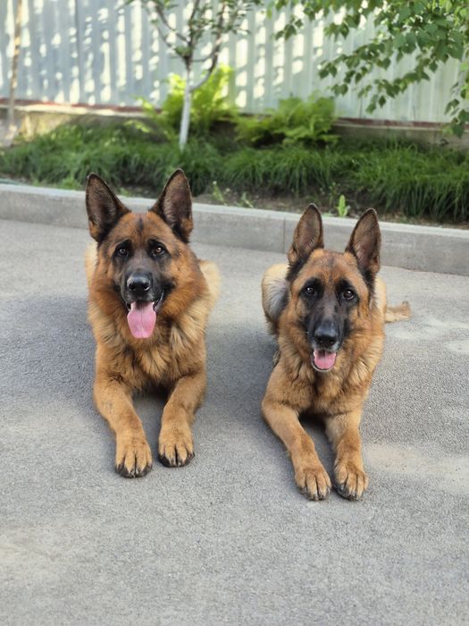 Щенки немецкой овчарки