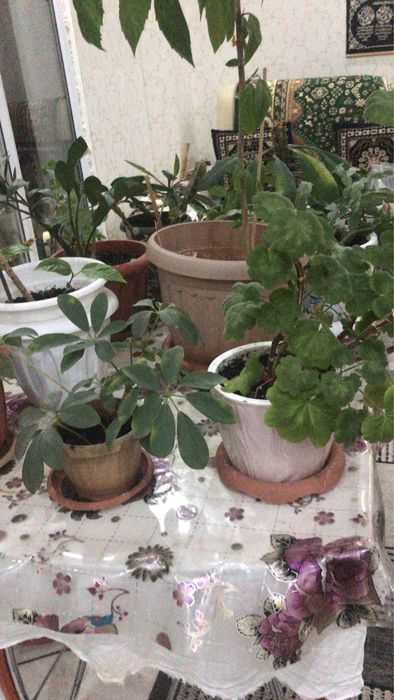 Продам домашние цветы