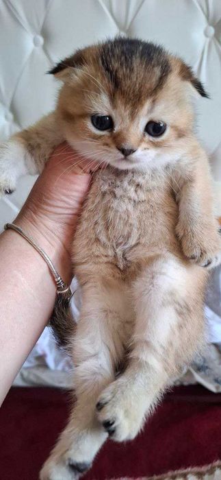 Скоттиш фолд. Кошечки
