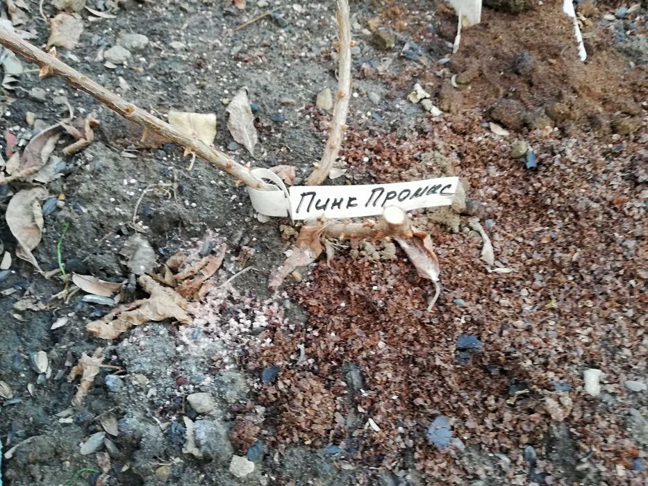 Черенки метельчатой гортензии 2х летние