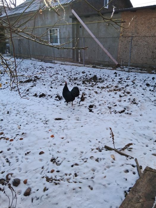 Vând 5 cocoși  rasă Australorp