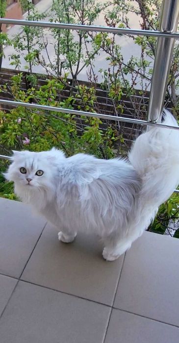 Baiat SUPERB  Scottish fold cu pedigree wcf