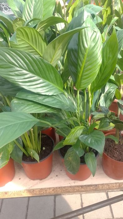 Женское счастье цветы