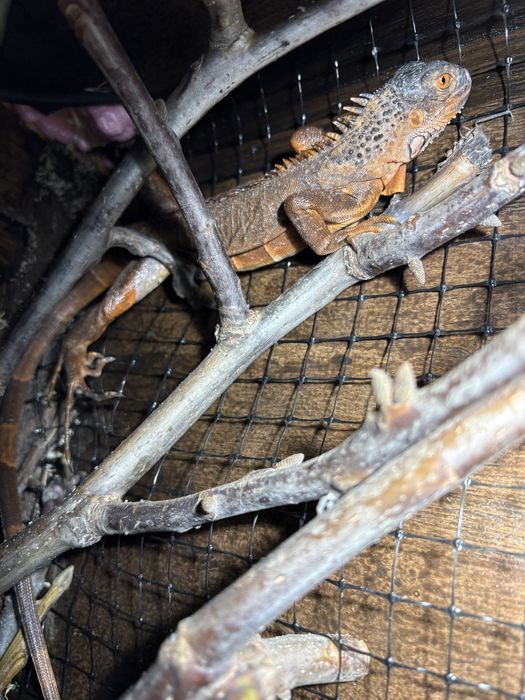 Red iguana 40-50 cm