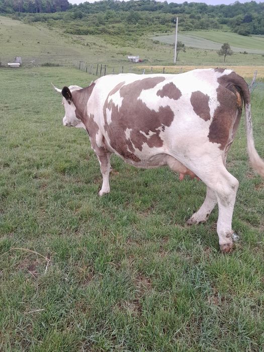 Vând Vaca cu Jurincă