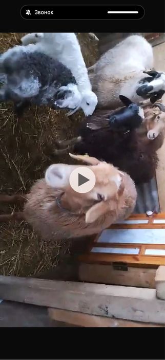 Продам овец . Самка барана