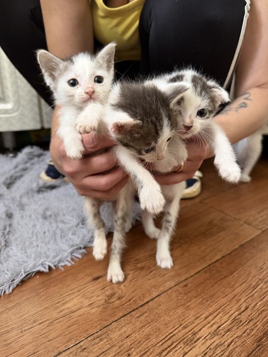 Отдаю котят в добрые руки