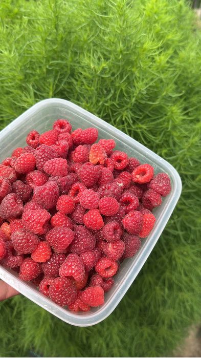 Продам дачу на Спутнике.4 остановка.