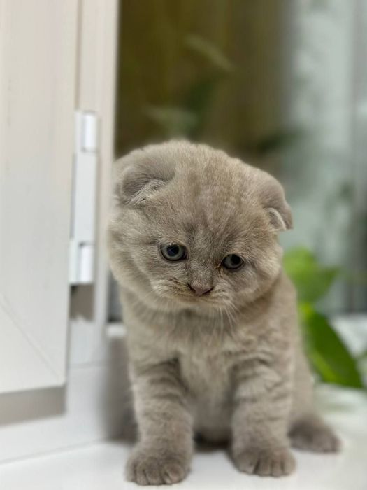 ВЯЗКА британские кот лиливые цветь