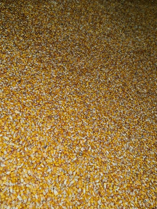 Vand porumb Românesc