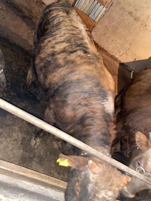 Бычок продажа откорма