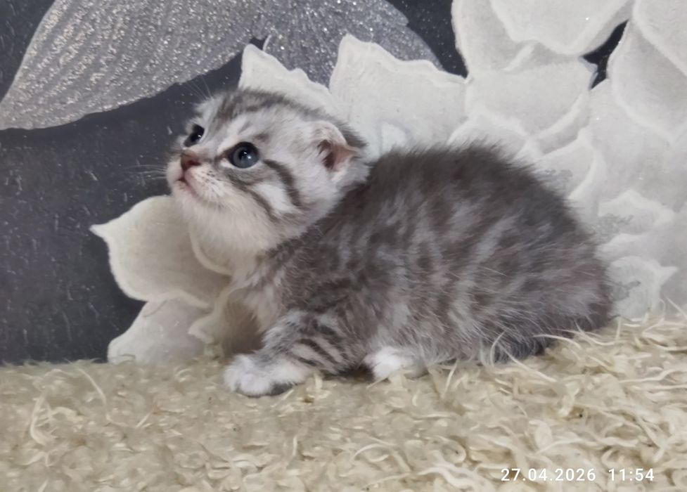Продаются шотландские котята