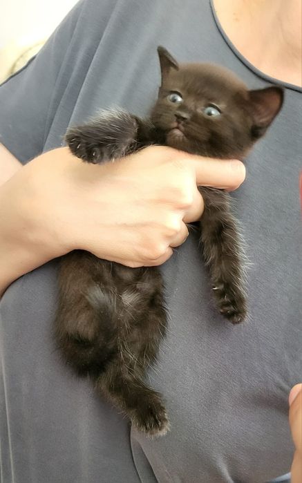 Котёнок девочка Астана
