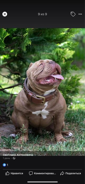 Американский булли щенки