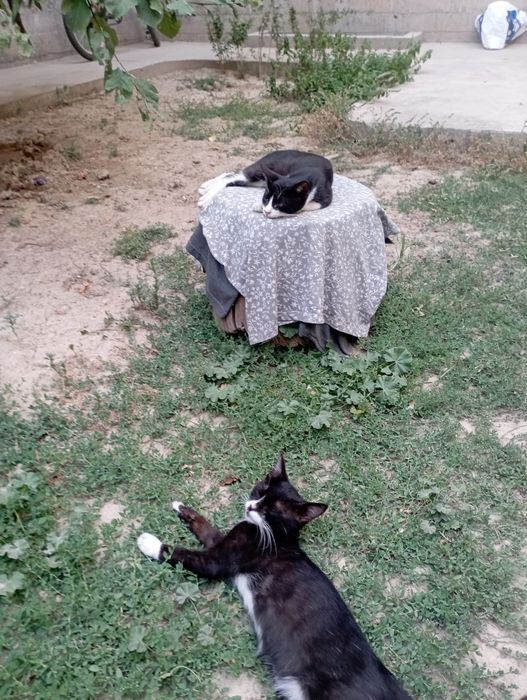 Котёнки бесплатно