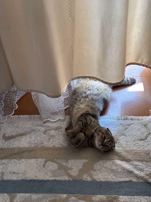 отдам кошку в добрые руки