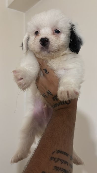 "Donez" pui shih tzu