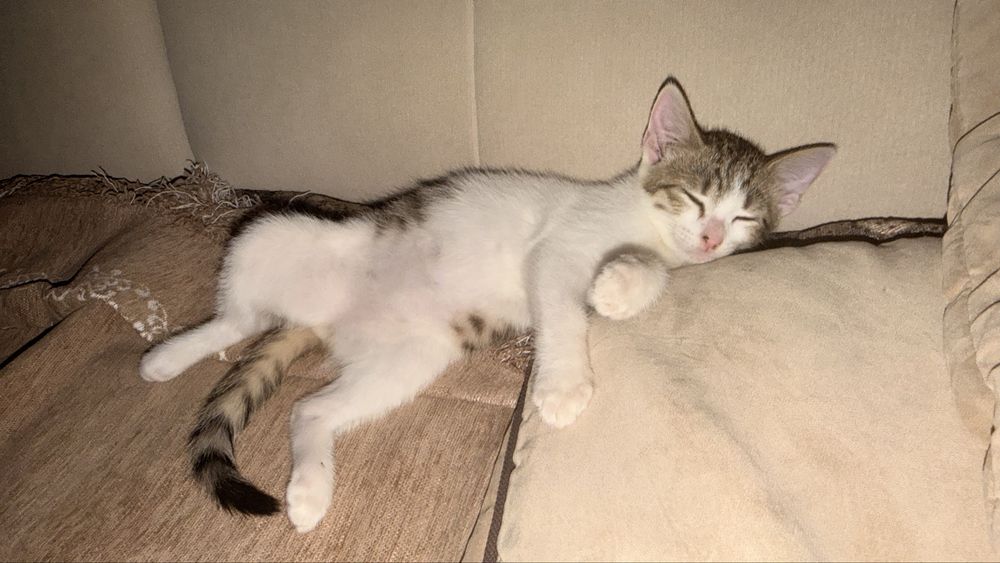 Отдам котёнка в добрые руки!