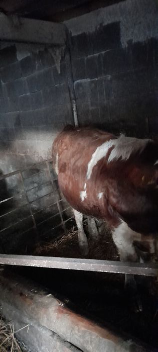 Vând tãuraś aprox.330 kg