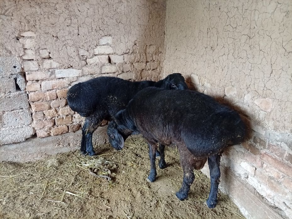 Qoy sotiladi uyda boqilgan yaxshi qoy