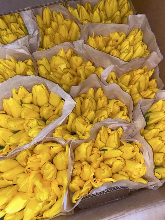 Тюльпаны белорусские премиальные