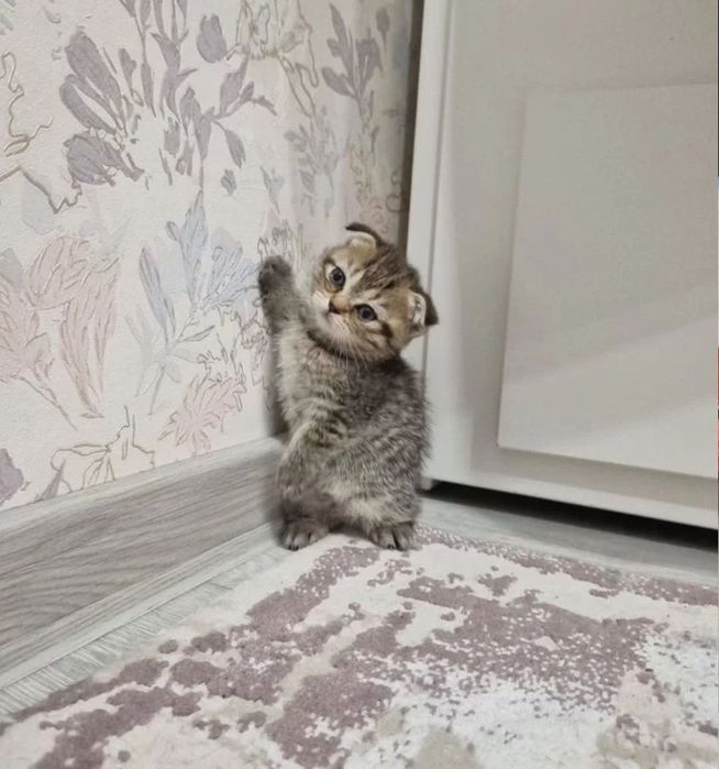 Милашки котята 1.5 мес