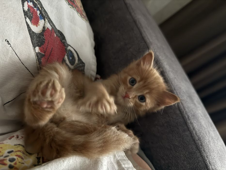 Котенок шотландец