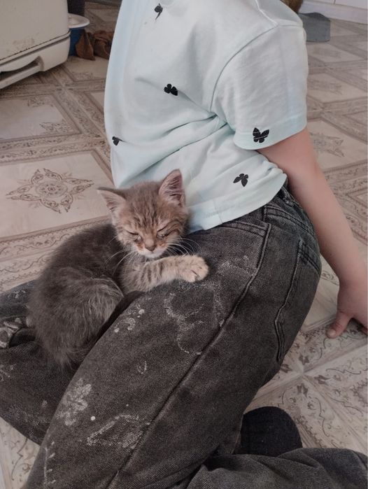 Отдам котенка. девочка 4 месяца Астана