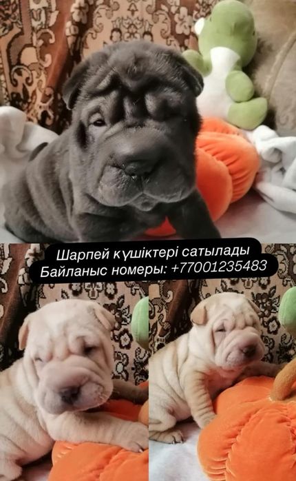 Бронь малышек три девочки