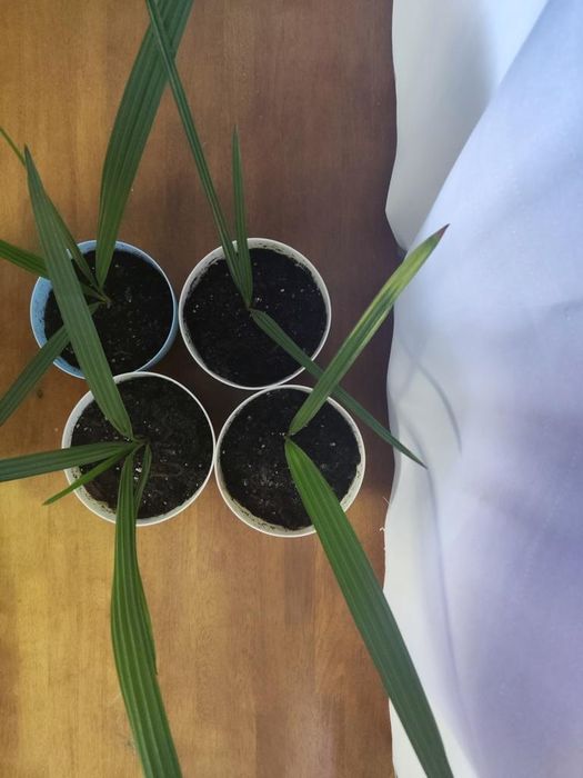 Финиковая пальма