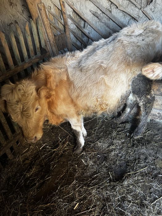 Продам бычков 6 мес