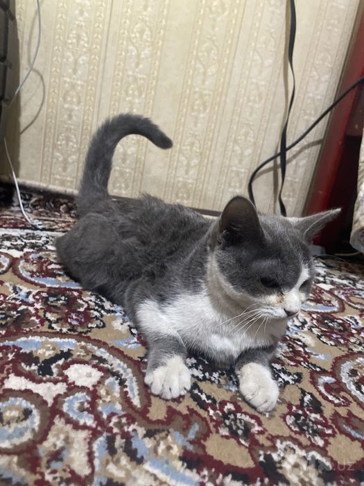 British Shorthair zotli mushuk sotiladi