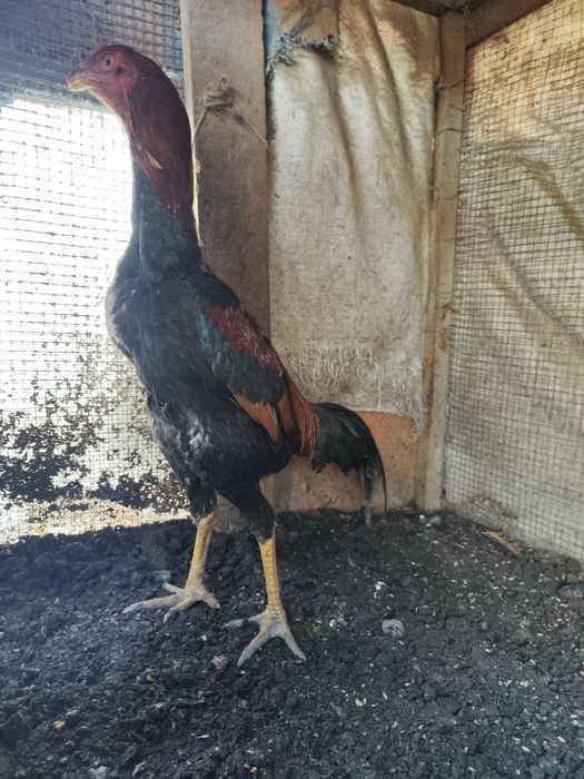 Бойцовый Дакан джужик