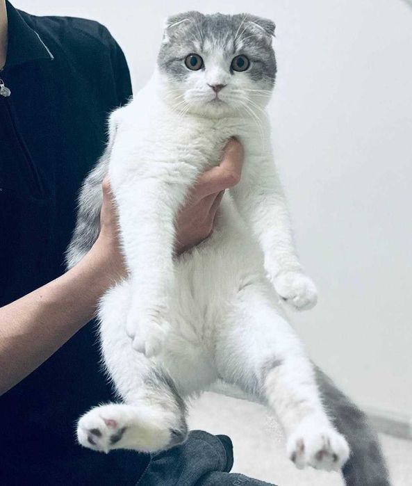 Mushuk, Scottish Fold