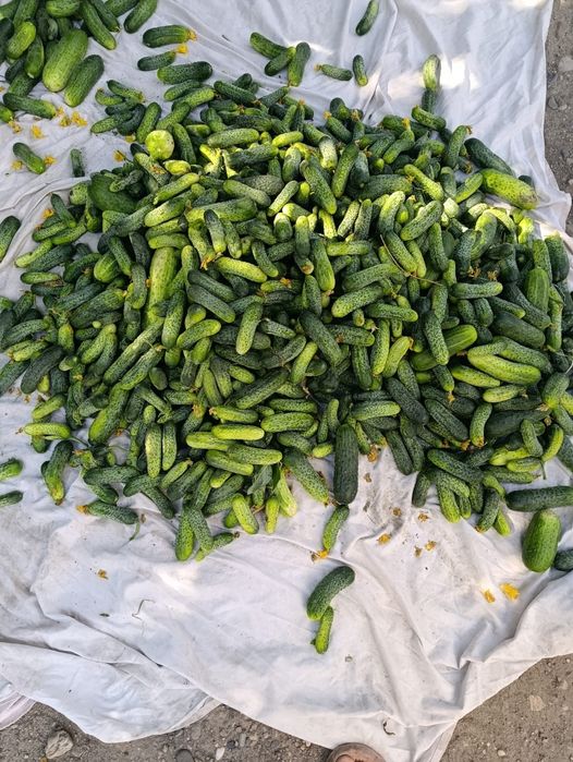 Продам. Огурцы посолочные мелкие