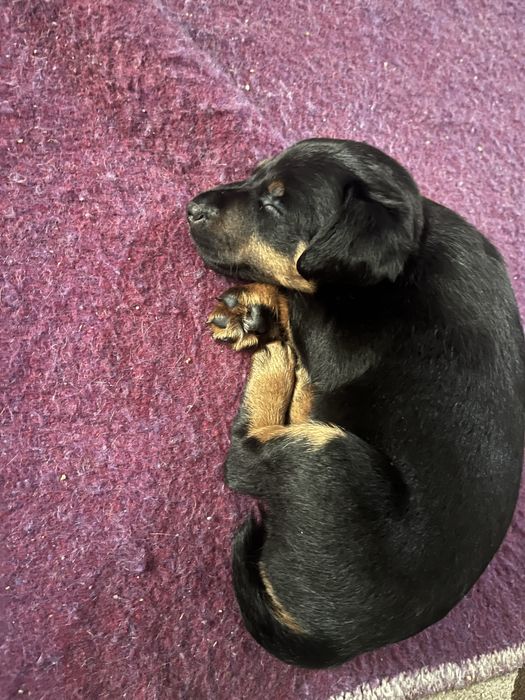 Щенки яг терьер