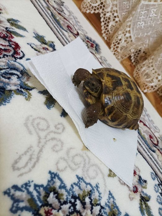 Продается Черепаха!