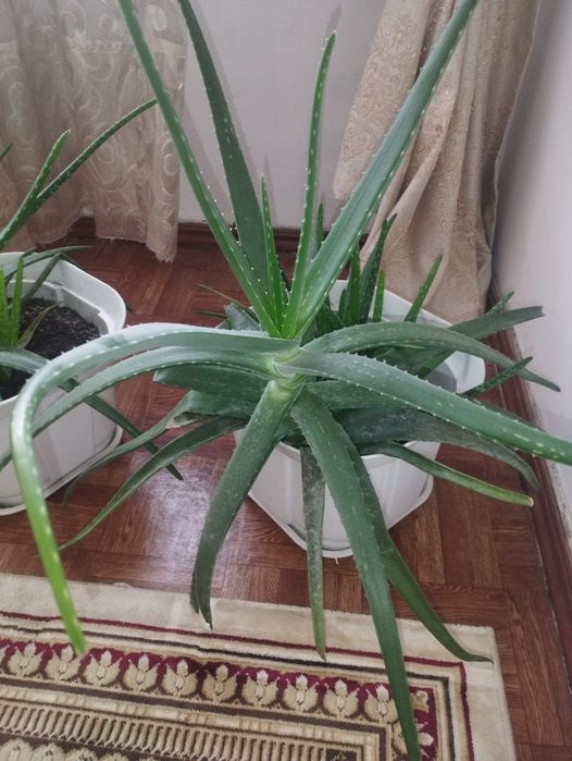 Продам алоэ Вера