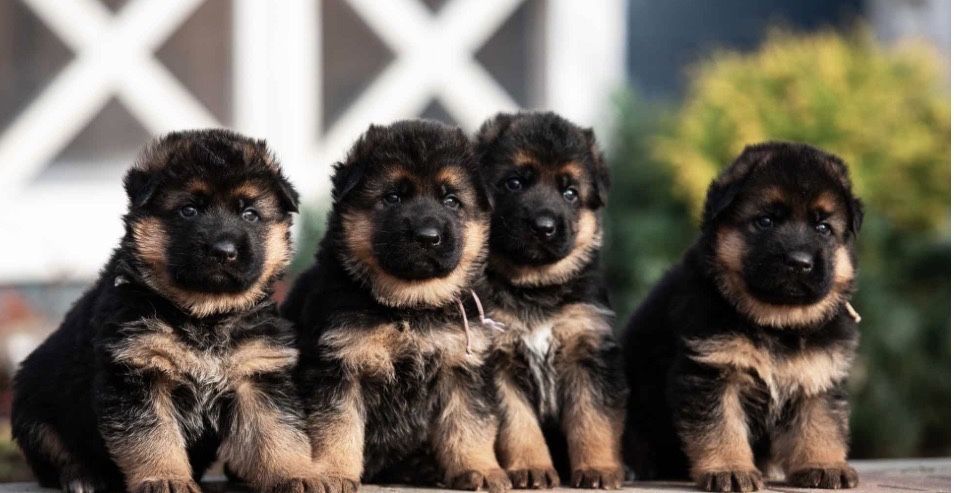 Продаётся щенок немецкой овчарки