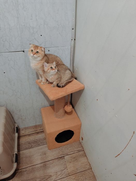 Котята золотые шиншиллы