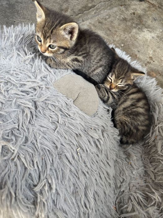 Подаряват се три пухкави котенца