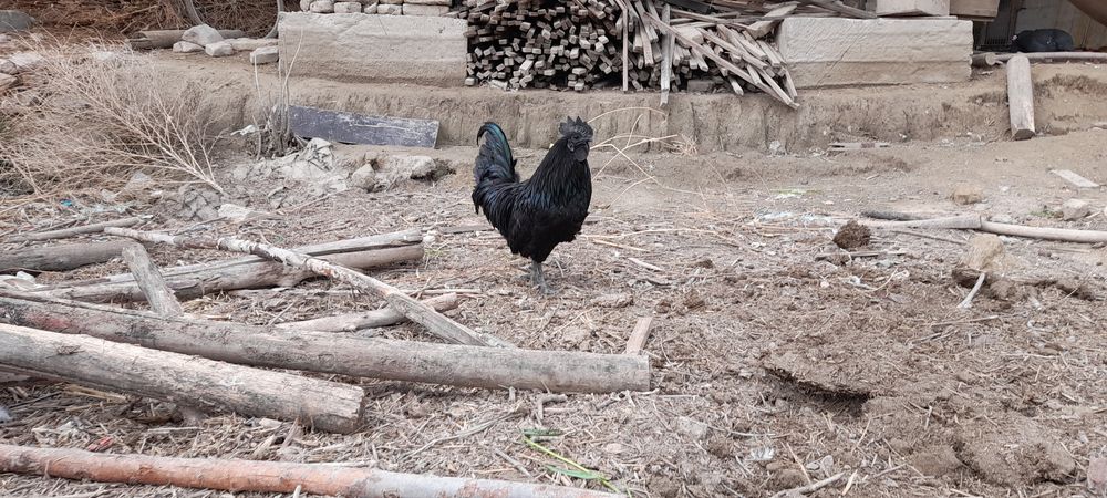 Aym cemani tuxumlari sotiladi 10 mingdan