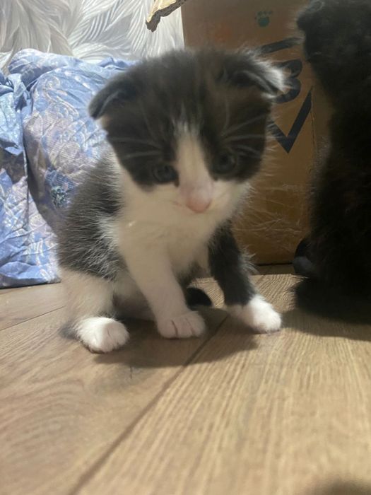 Отдам котят добрые руки