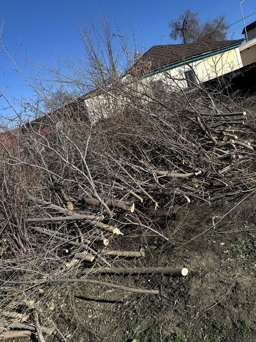 Дрова бесплатно самовывоз отдам