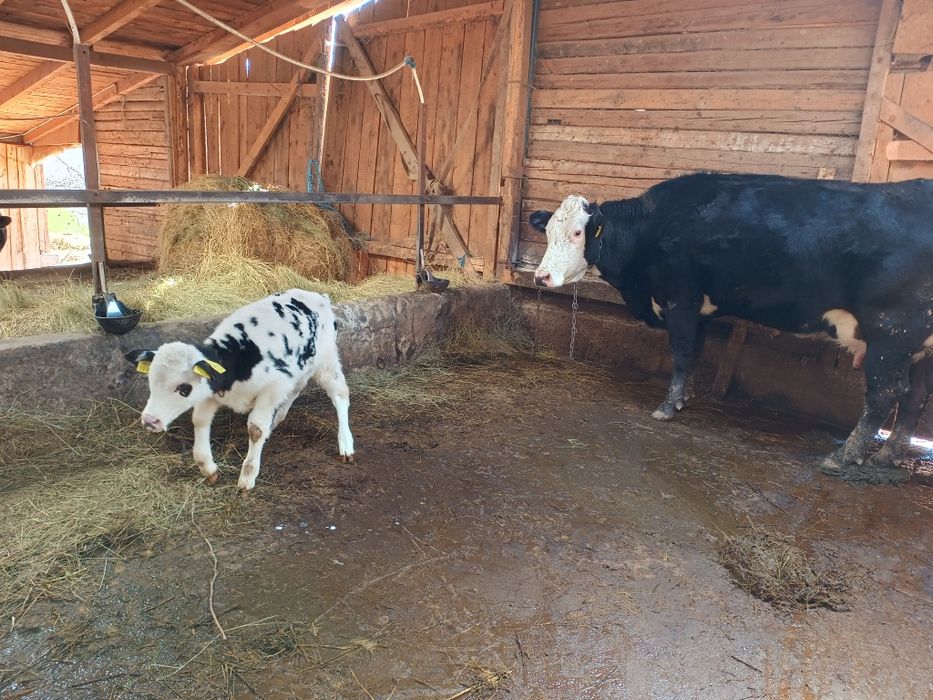 Vând vacă fătată