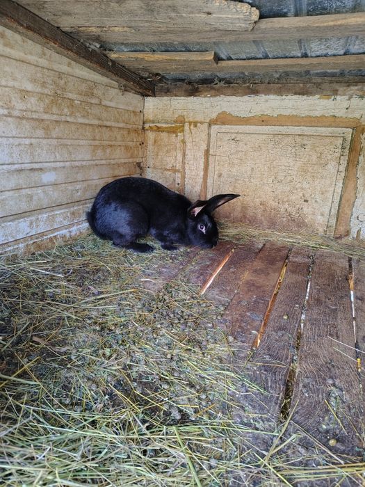 UT , Hycole francez și Rex pitic