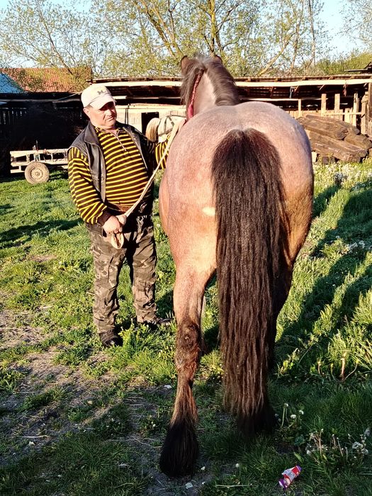 Mânză de vânzare