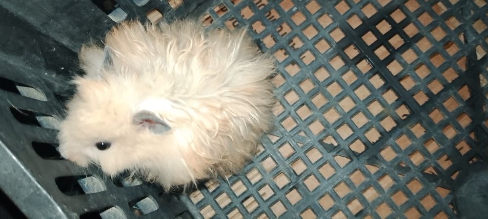 Хамяк  кемирувчи